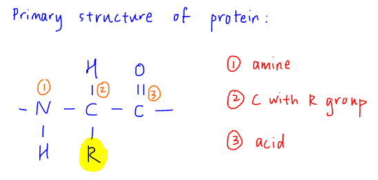 2017 A Level H2 Chemistry P1 Q26 repeat unit of protein primary structure