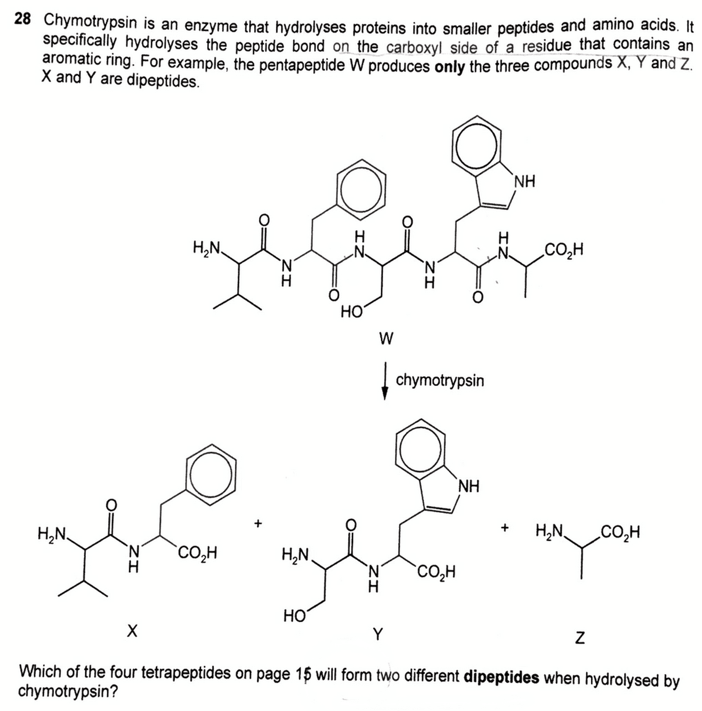 2019-p1-q28-deduce-products-of-hydrolysis-by-chymotrypsin