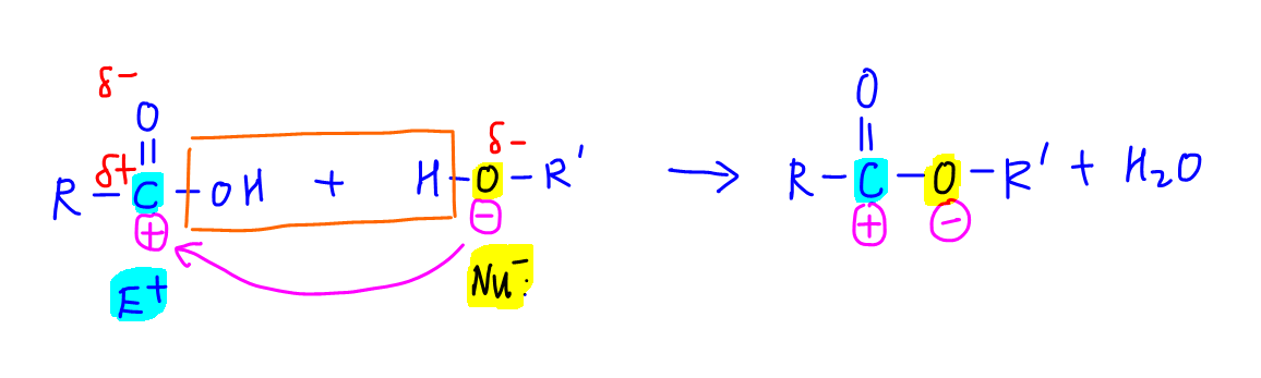 Condensation Polymerisation of Polyesters